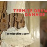 termite drywall damage