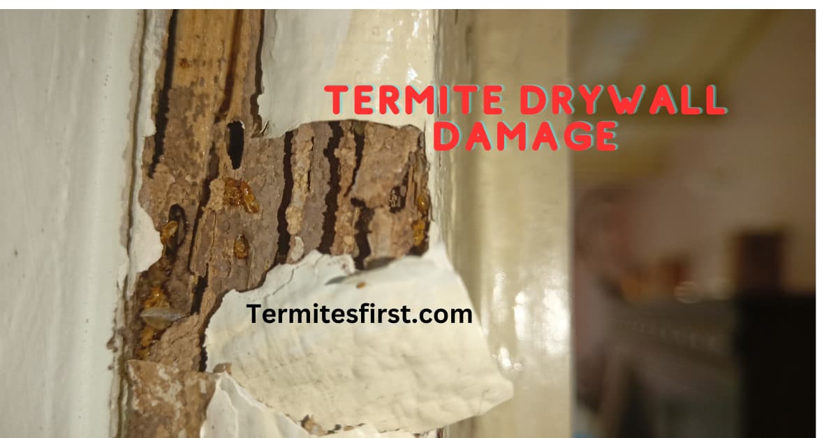 termite drywall damage