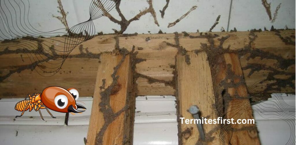 Oh! Are there Termite Tubes Hanging from Ceiling? – Termites First