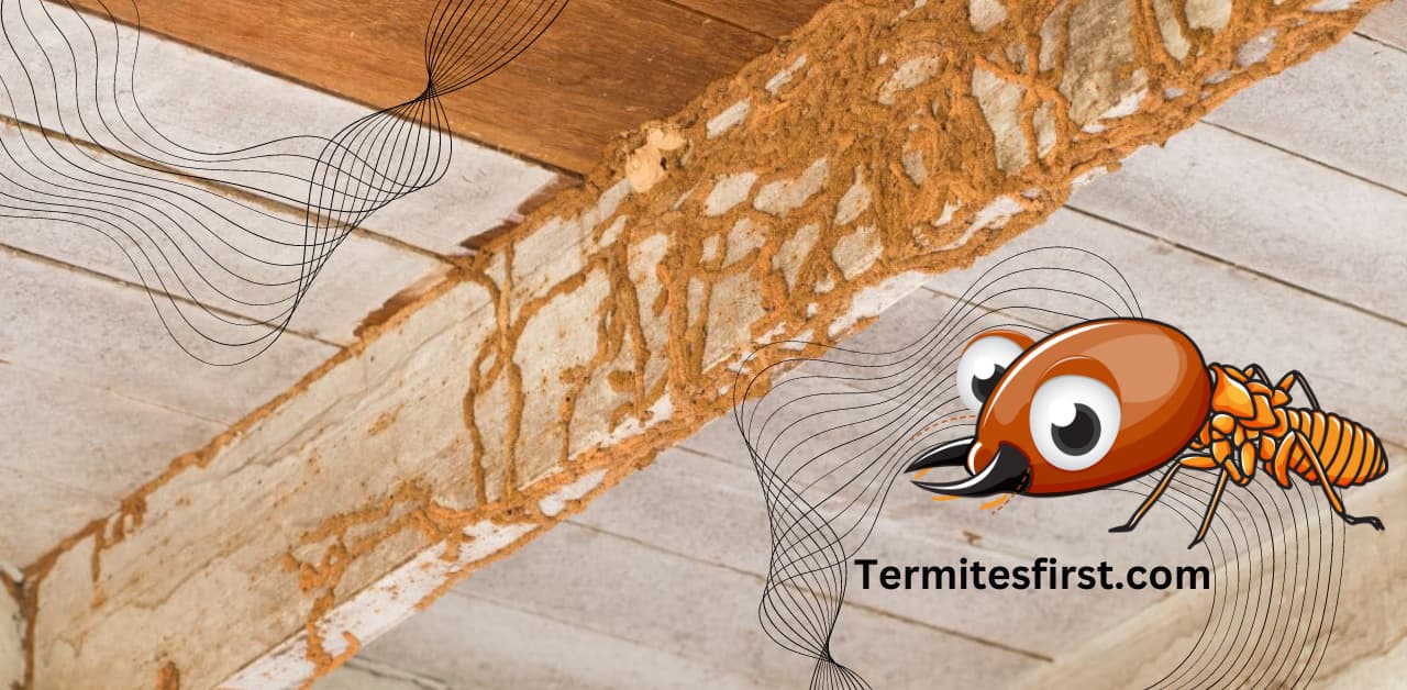 Oh! Are there Termite Tubes Hanging from Ceiling? – Termites First