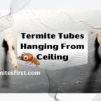 Termite tubes hanging from ceiling