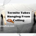 Termite tubes hanging from ceiling