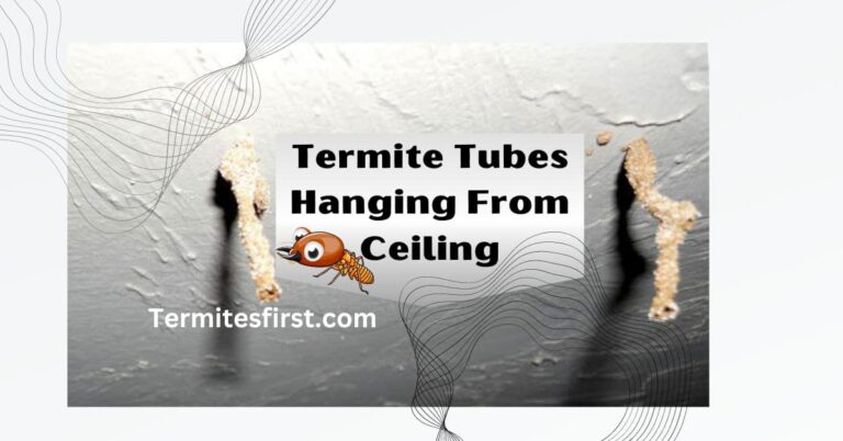 Oh! Are there Termite Tubes Hanging from Ceiling?