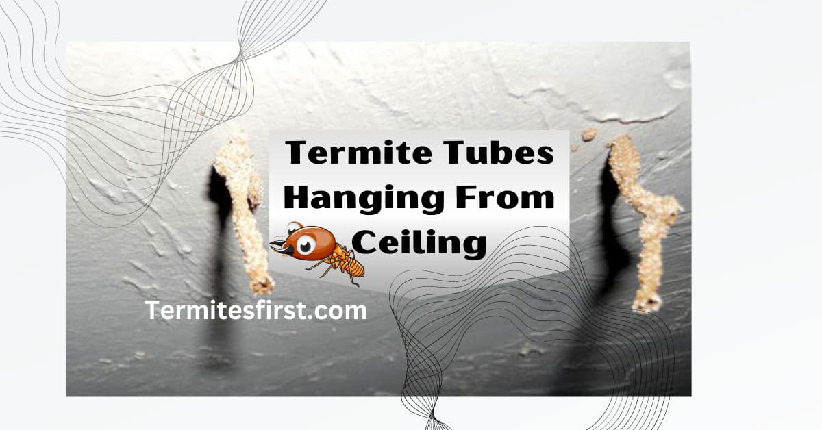 Termite tubes hanging from ceiling