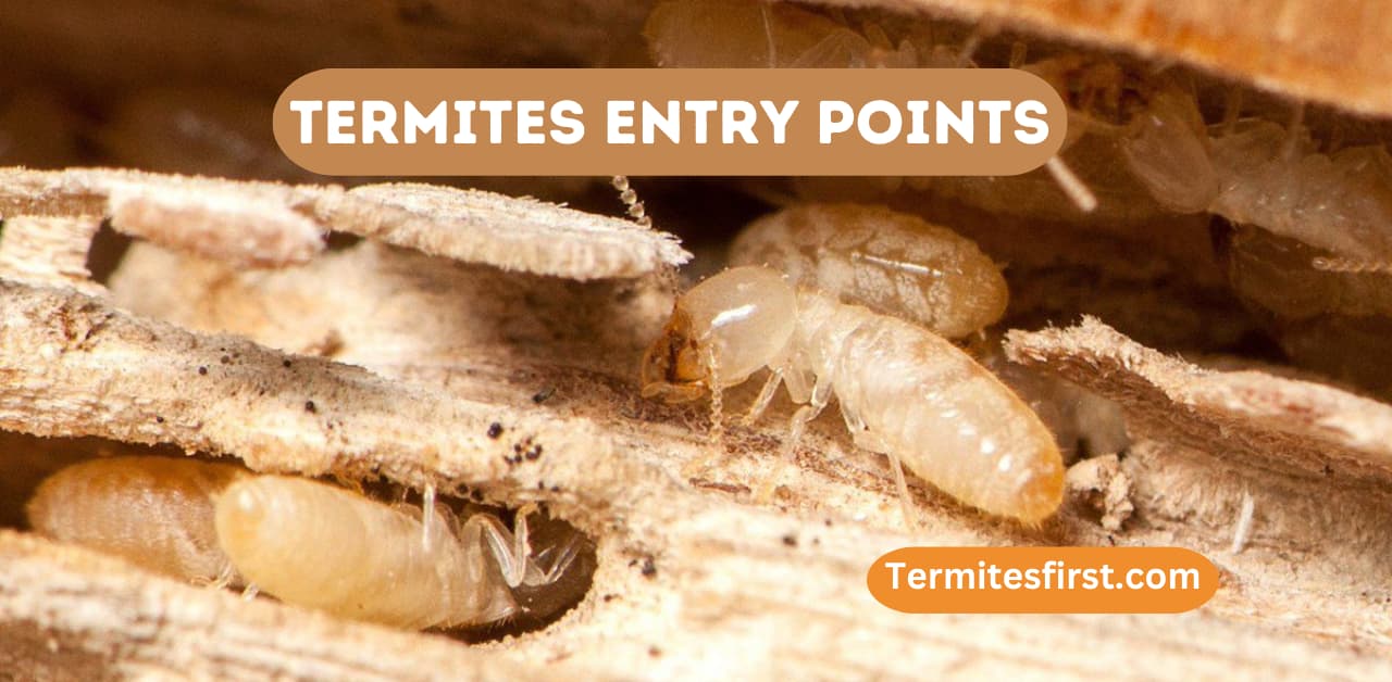 How Do Termites Get Into Your House? Complete Guide – Termites First