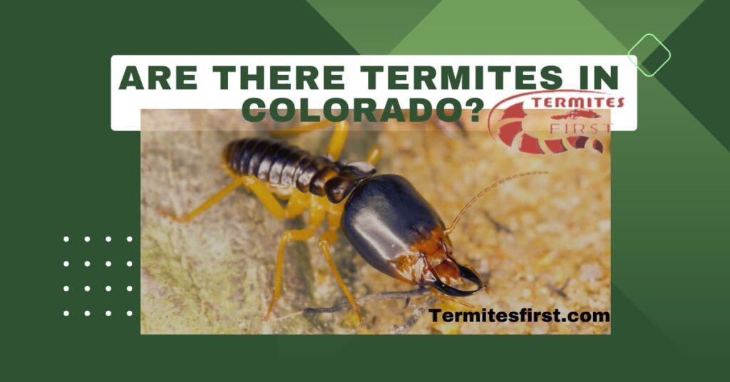Are there termites in Colorado