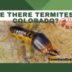 Are there termites in Colorado