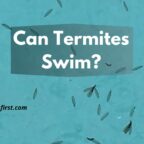 can termites swim