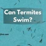 can termites swim