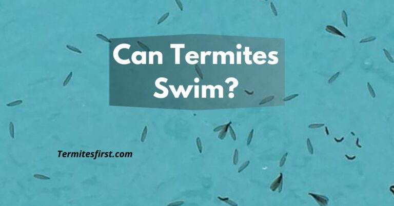 Can Termites Swim? Can They Swim or Drown?