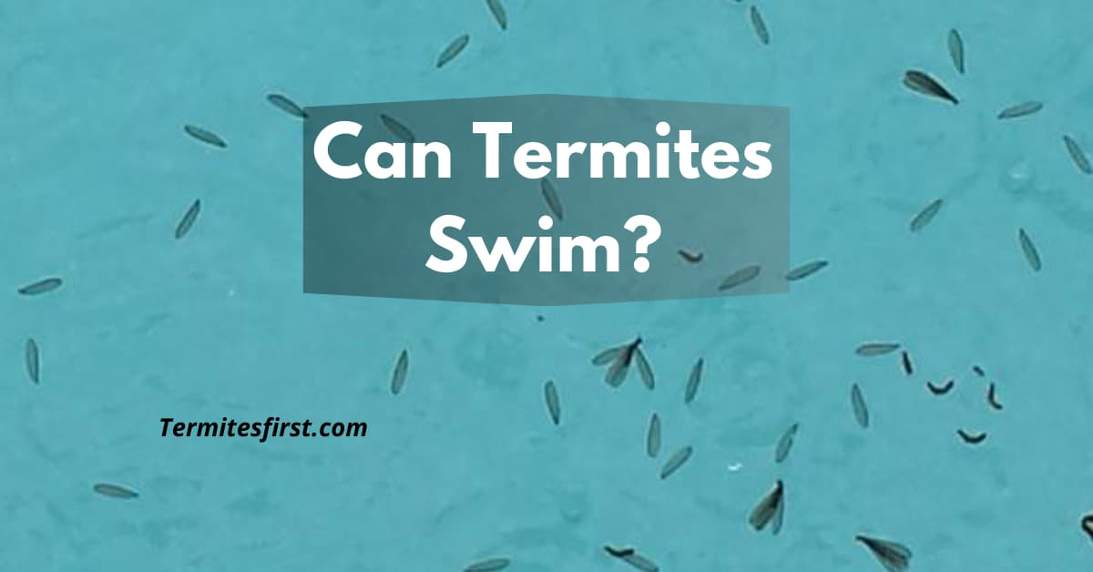 can termites swim