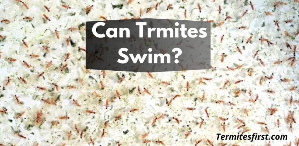 Can Termites Swim