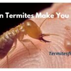 Can termites make you sick