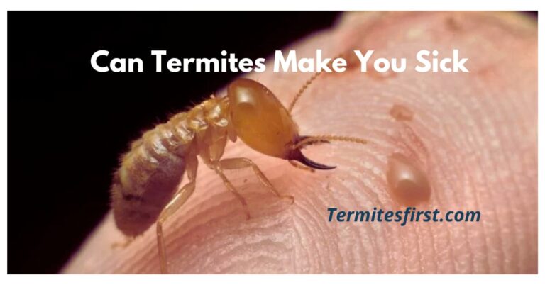 Can termites make you sick