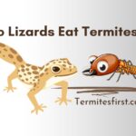 Do lizards eat termites