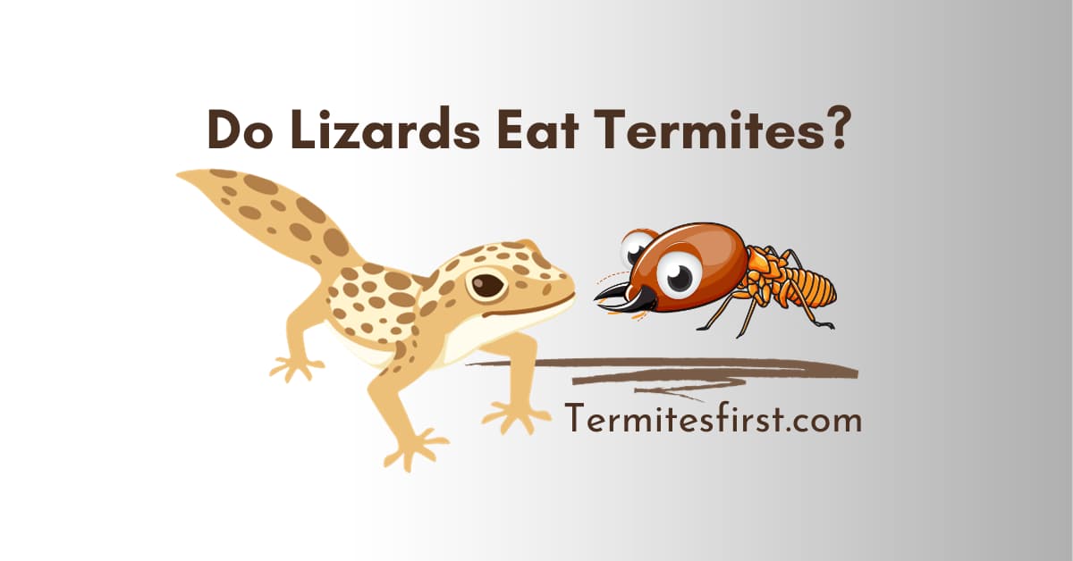 Do lizards eat termites