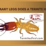 how many legs does a termite have