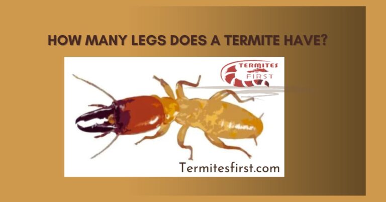 How many legs does a termite have?