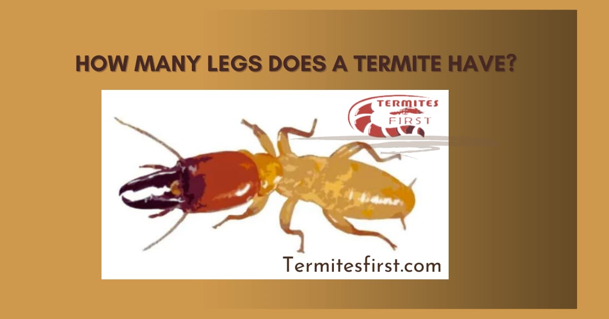 how many legs does a termite have