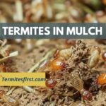 Termites in Mulch