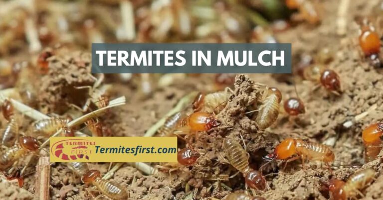 Termites in Mulch