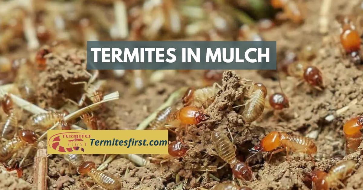 Termites in Mulch A Complete Guide Termites First
