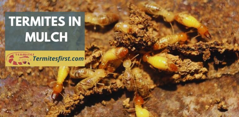 Termites in Mulch: Are You Attracting These Pests? – Termites First