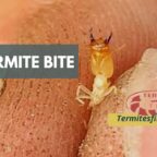 Termite bite