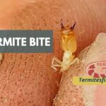 Termite bite