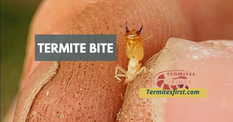 The Painful Reality of Termite Bite: A Personal Experience