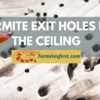termite exit holes in the ceiling