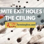 termite exit holes in the ceiling