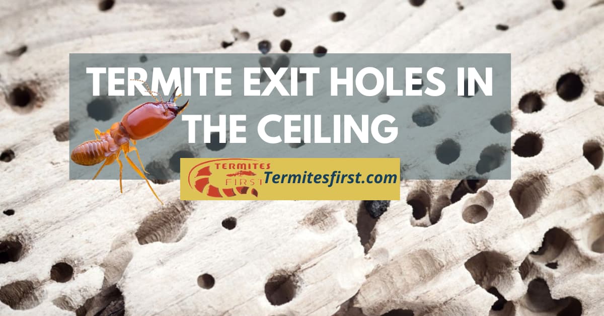 termite exit holes in the ceiling