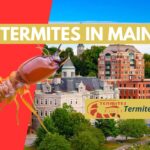 Termites in Maine