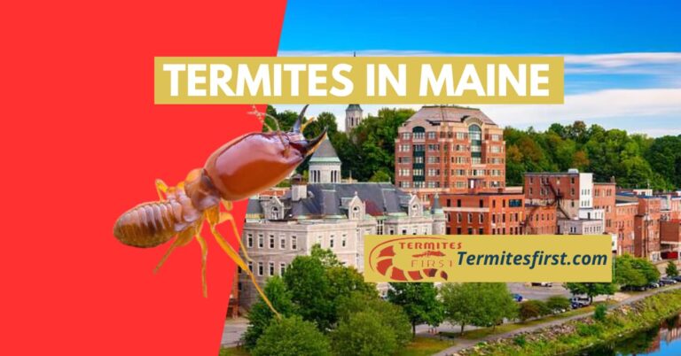 Termites in Maine:A Complete Guide