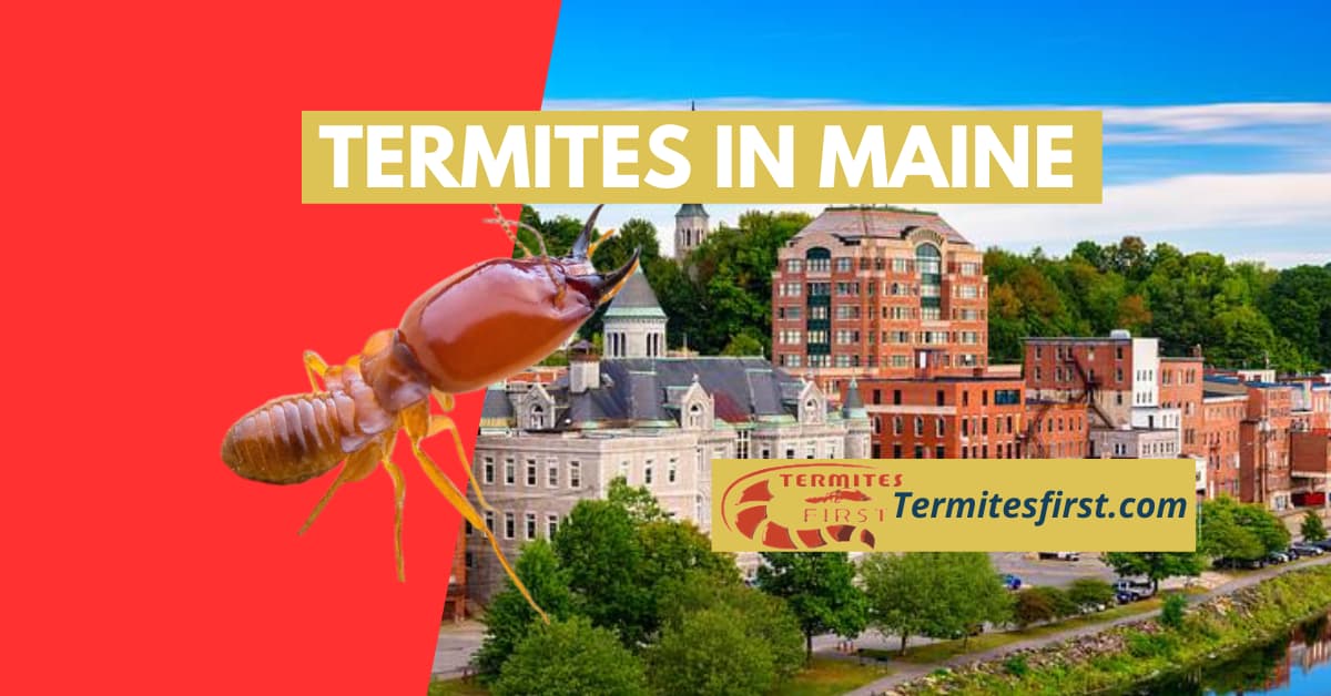 Termites in Maine