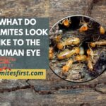 What do termites look like to the human eye