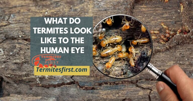 What Do Termites Look Like To The Human Eye?