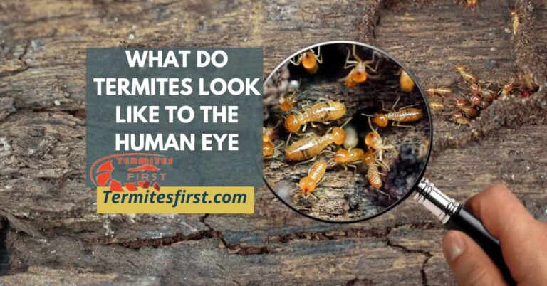 What do termites look like to the human eye