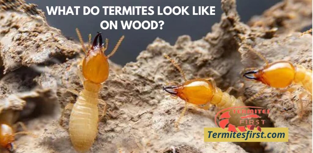 Recognizing of Termite Infestations