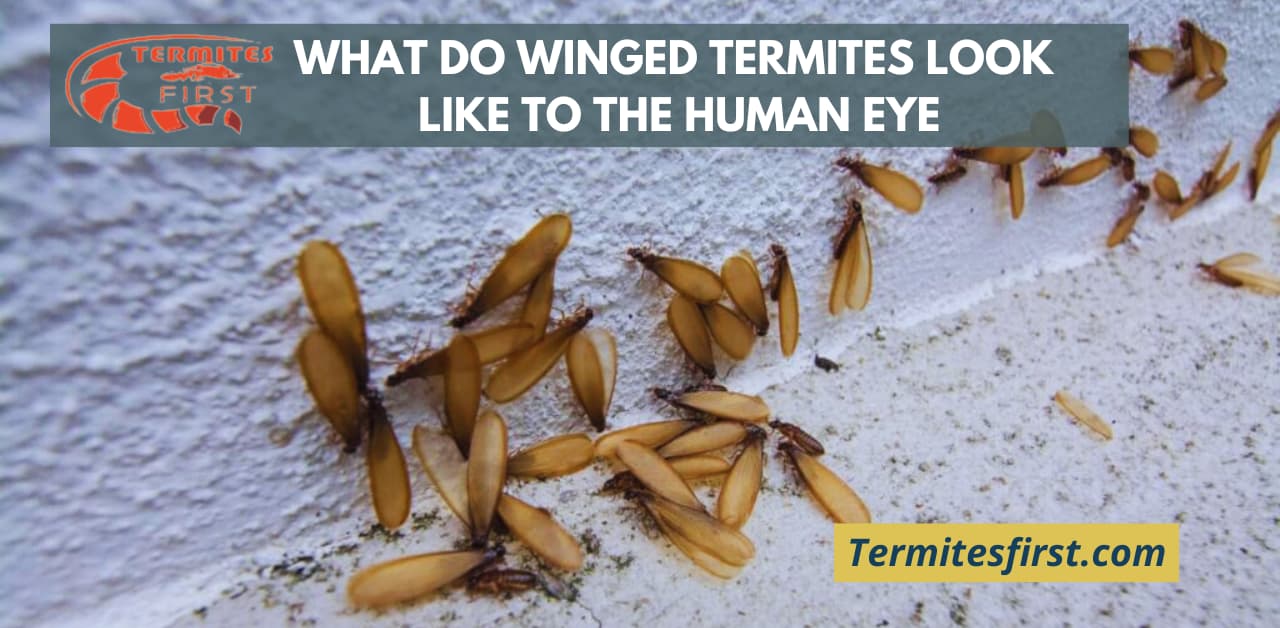 What do termites look like to the human eye discover now termites first