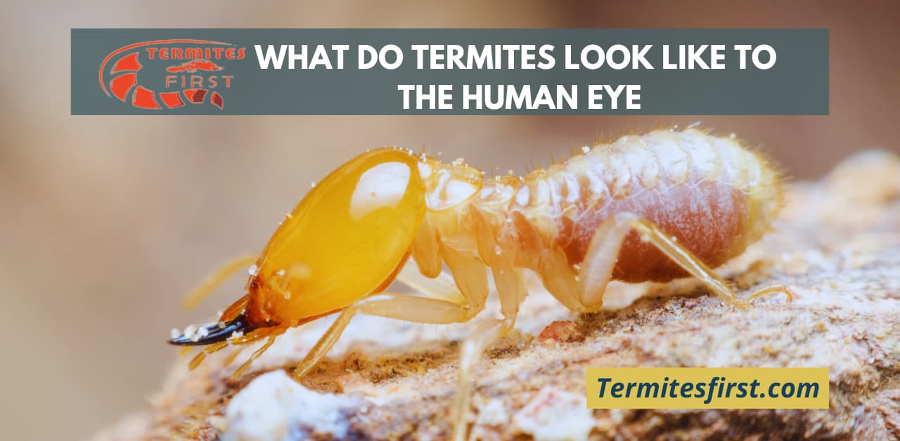 What do termites look like to the human eye discover now termites first