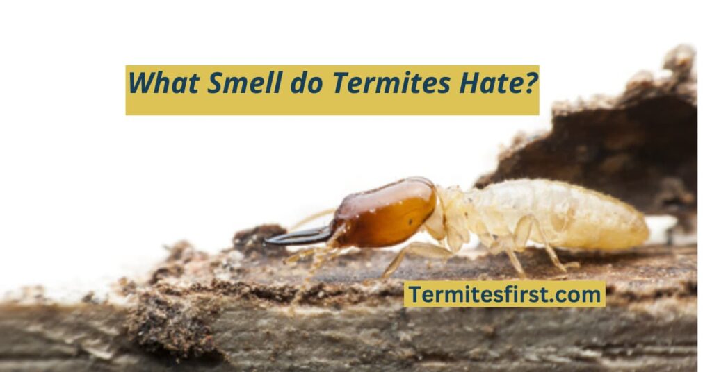 What Smell Do Termites Hate? Effective Scents to Repel Them! – Termites ...