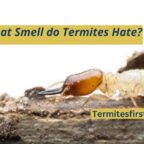 What smell do termites hate