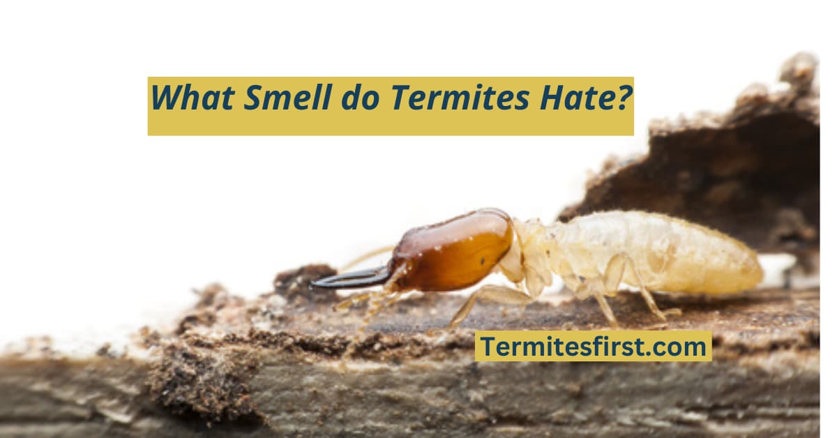 What smell do termites hate