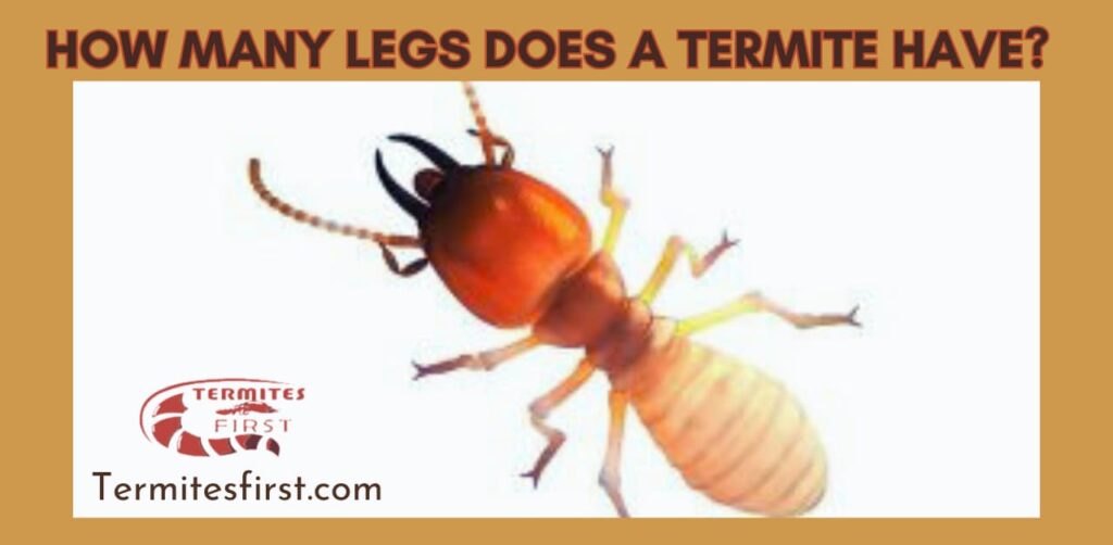 Legs of termite