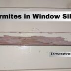 termites in window sill