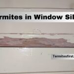 termites in window sill