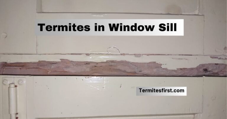 Termites in Window Sill