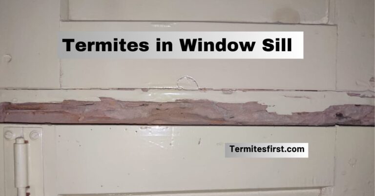 termites in window sill